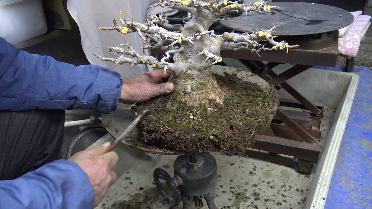 Bonsai master repot the maple tree. Part 2.