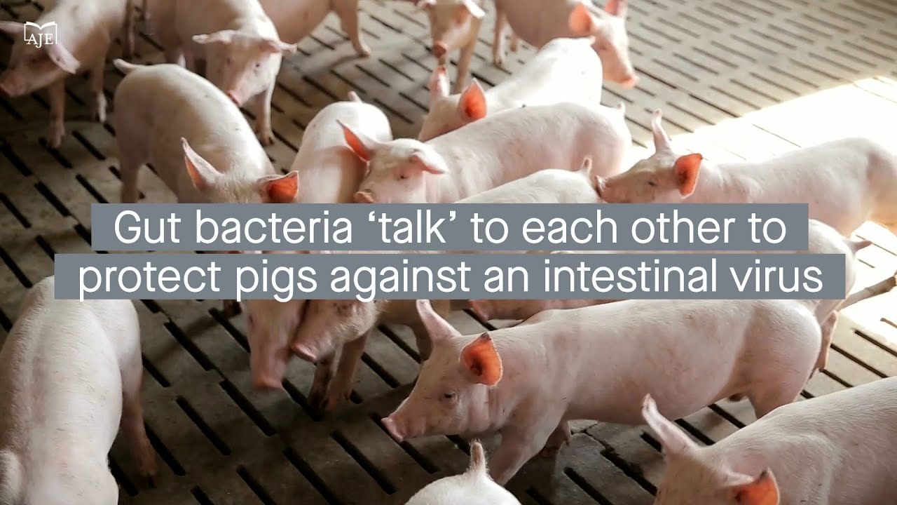 How Faecalibacterium prausnitzii might help pigs defend against porcine epidemic diarrhea virus