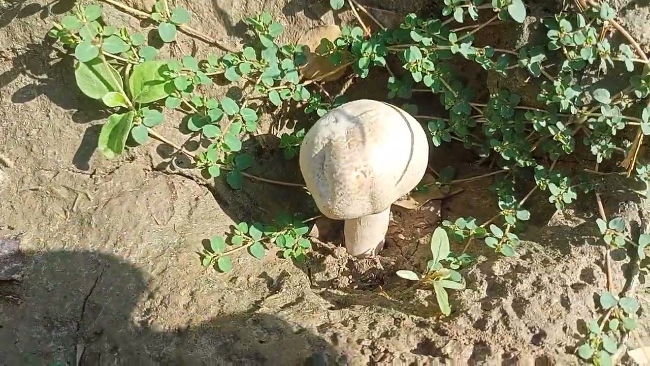 How to identify Edible and poisonous mushrooms || How to grow mushroom || Desert mushrooms