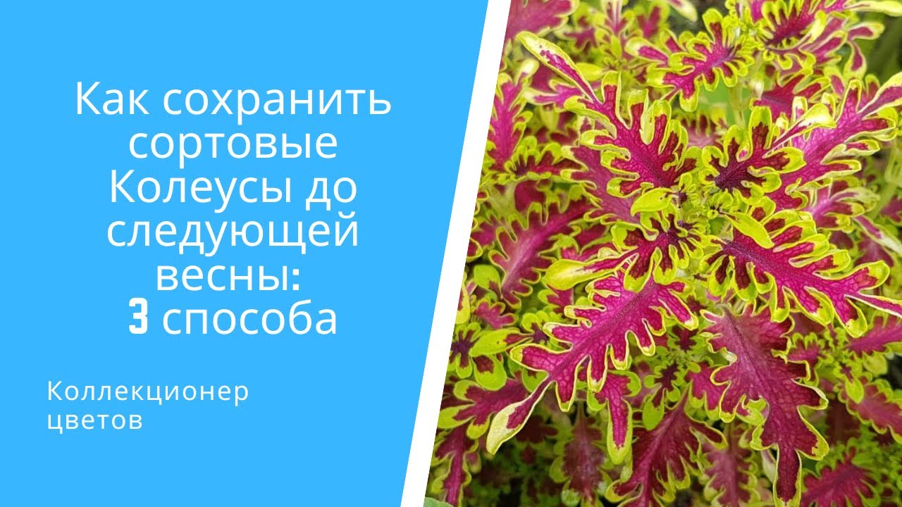 Как сохранить сортовые Колеусы до следующей весны на примере 11 сортов