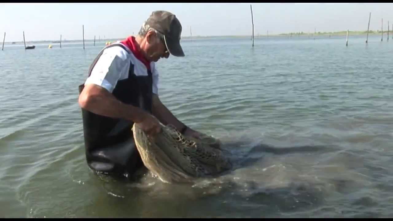 Tra Città e Sapori 2013 Daniele Grossato Laguna di Caleri pesca vongole