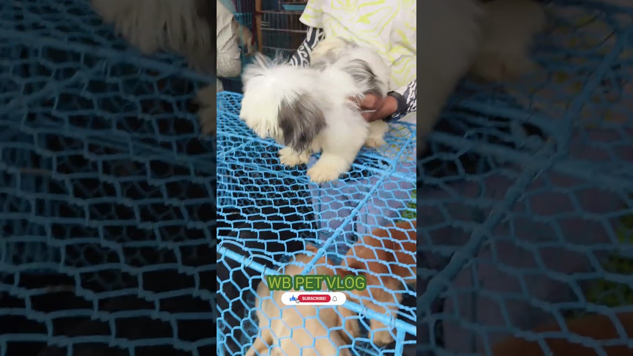 Shih Tzu puppy in shambzar dog market #yt #kolkata #pet #puppy #dog #viral #short #ytshots #yt