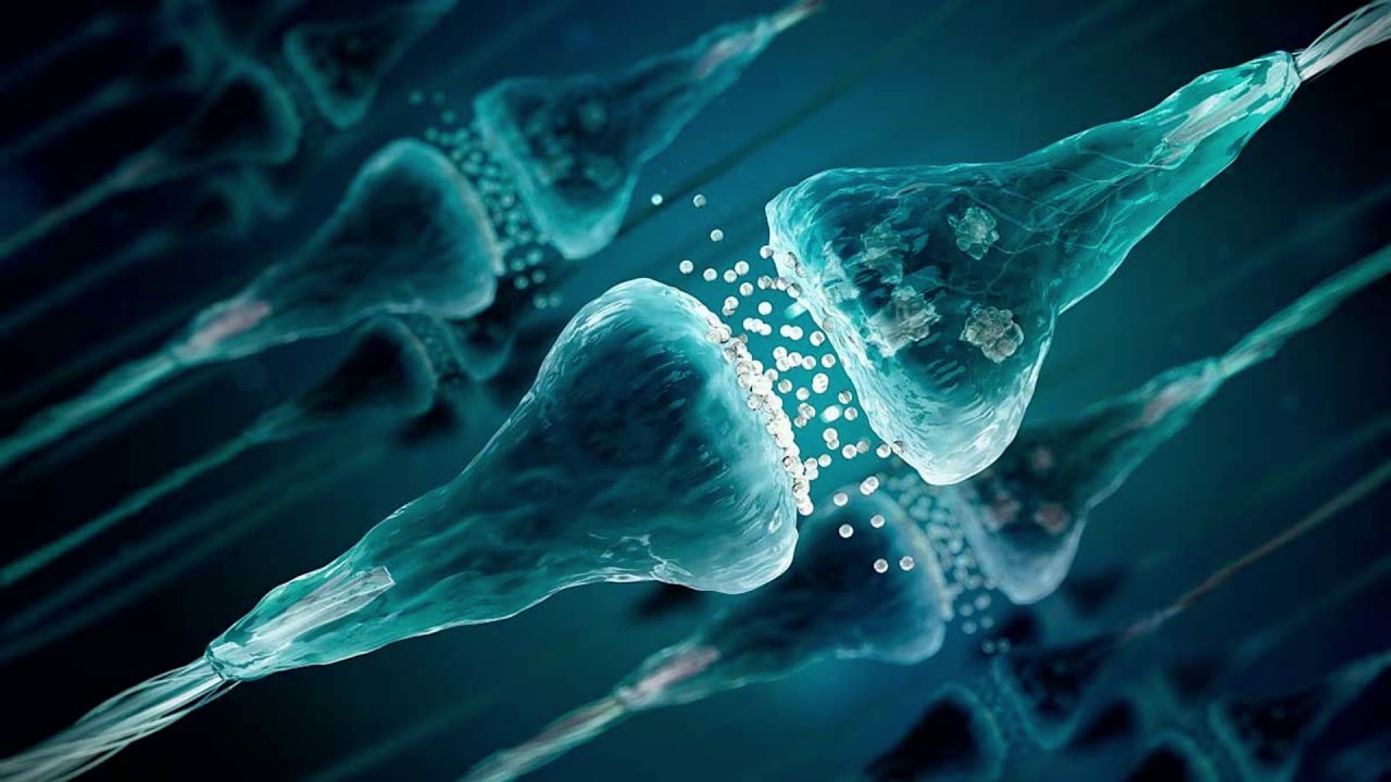 Neurolog&iacute;a: Neuronas, Sinapsis y Neurotransmisores.