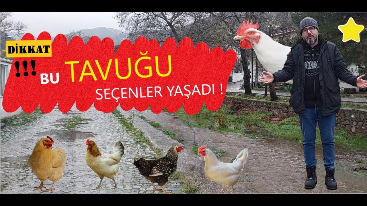 EN ÇOK YUMURTA VEREN TAVUK HANGİSİ ? | BÖLGENİZE EN UYGUN TAVUK | #hayvancılık #kanatlı #köy hayatı