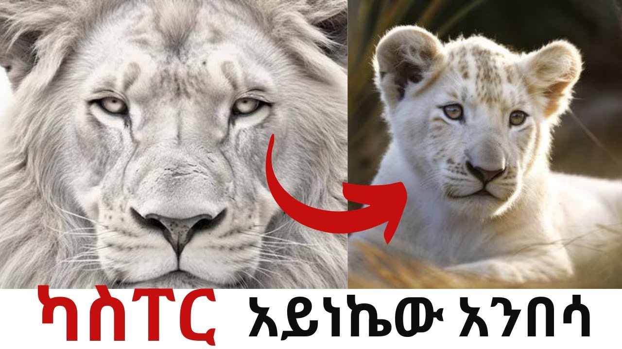 ካሰፐር- ነጩ ታጋይ አንበሳ ፡ እውነተኛ ታሪክ