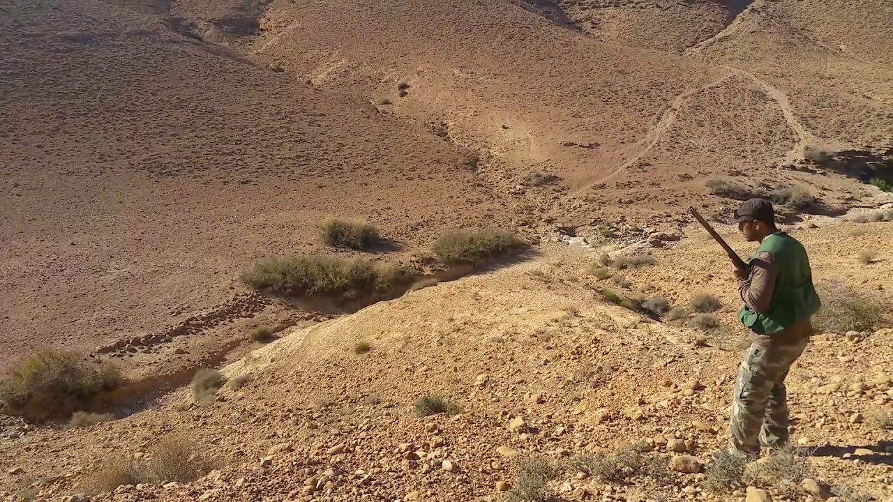 Chasse Au Maroc - Perdrix Gambra- avec chien d'arret pointer anglais.