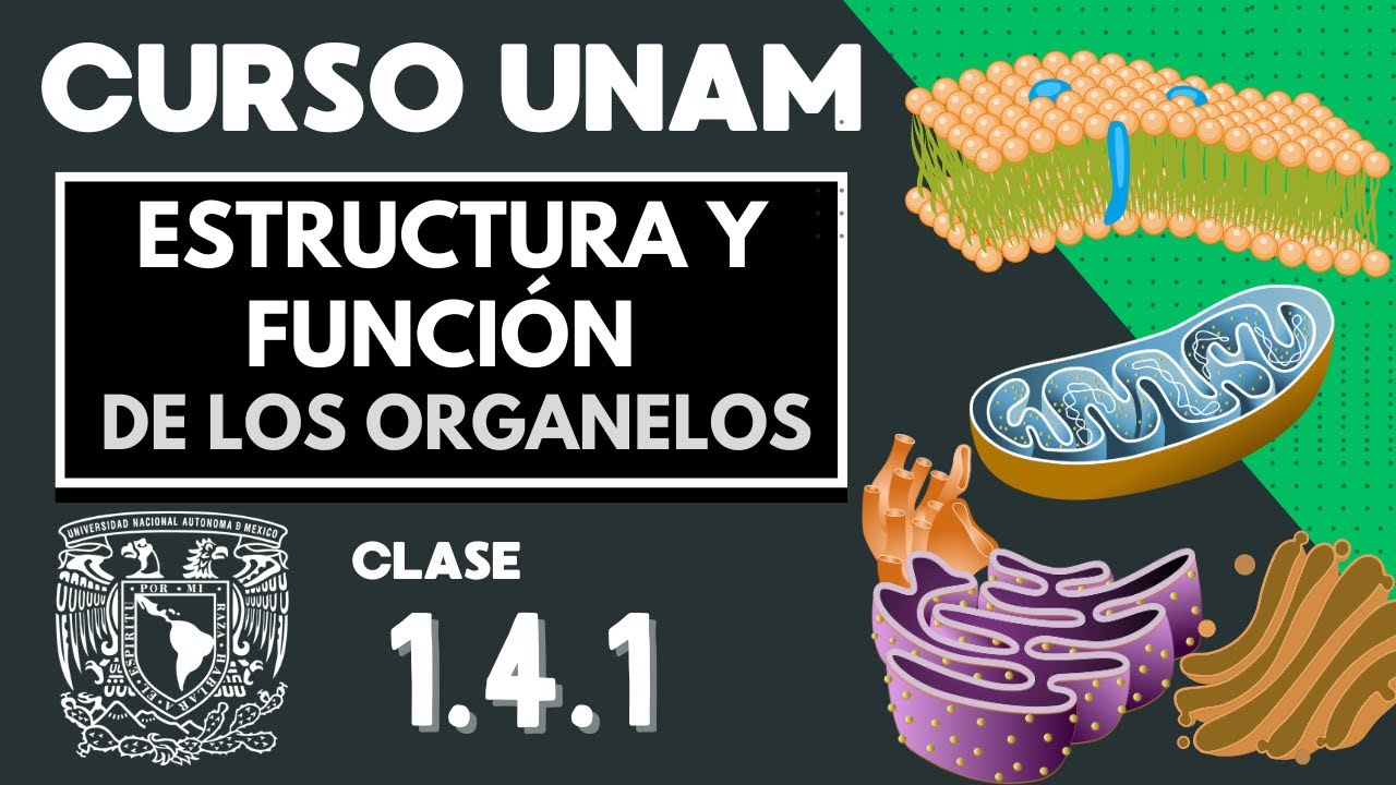 🌱 ESTRUCTURA y FUNCI&Oacute;N de los ORGANELOS CELULARES | Parte 1 | Examen UNAM | Biolog&iacute;a | La c&eacute;lula