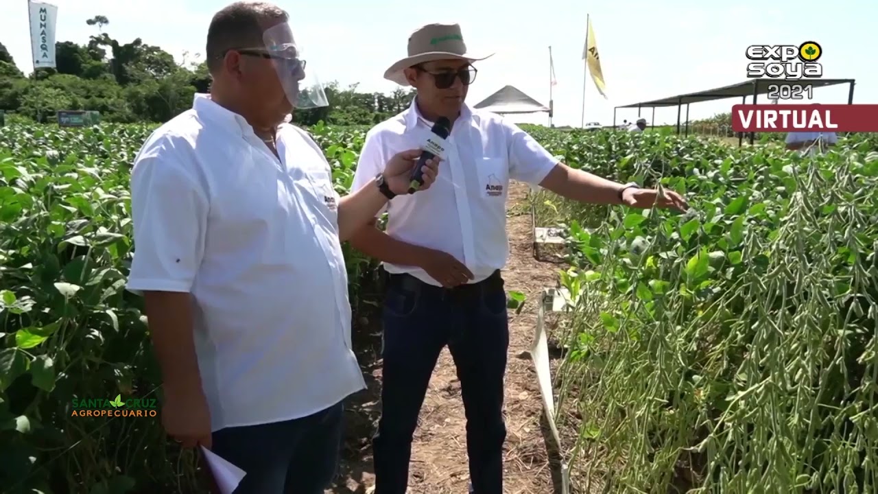 ANAPO MUESTRA LAS VARIEDADES DE SOYA DE LEALSEM - EXPOSOYA VIRTUAL 2021