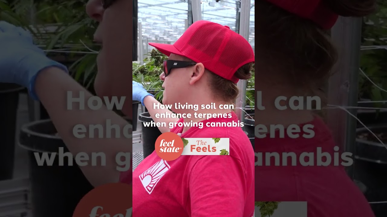How Living Soil can Enhance Terpenes when Growing Cannabis, Clip from The Feels S3E9 at Robust Farm