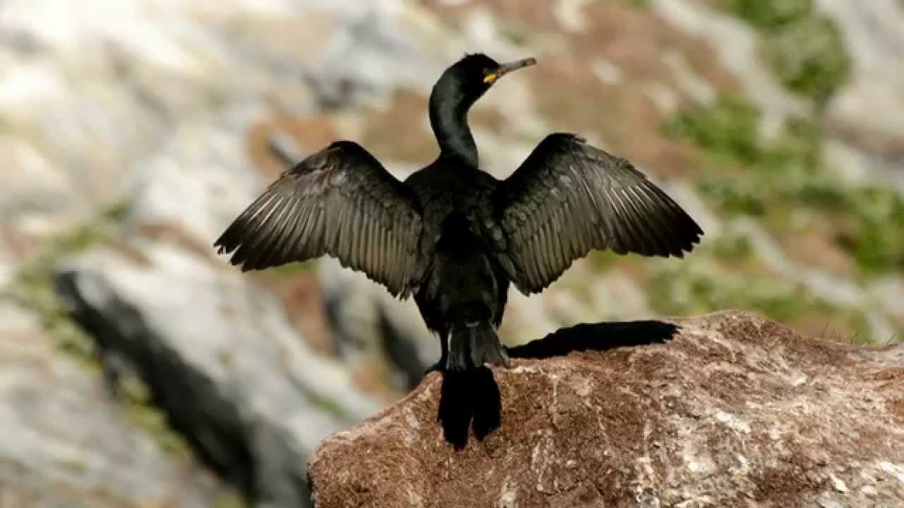 Varanger - birds and sites