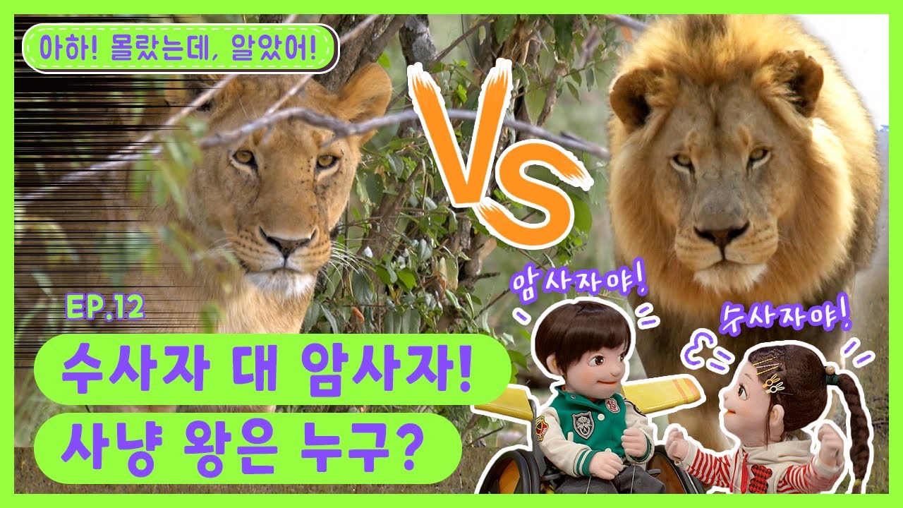 아하! 몰랐는데, 알았어!ㅣEp.12ㅣ🦁수사자 대 암사자! 사냥 왕은 누구?ㅣ딩동댕유치원