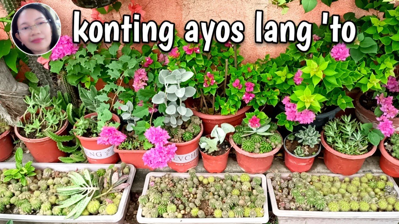 #1004 Garden Update /Cactus and Succulent Plants/Bougainvillea Plant/ Succulent Davao