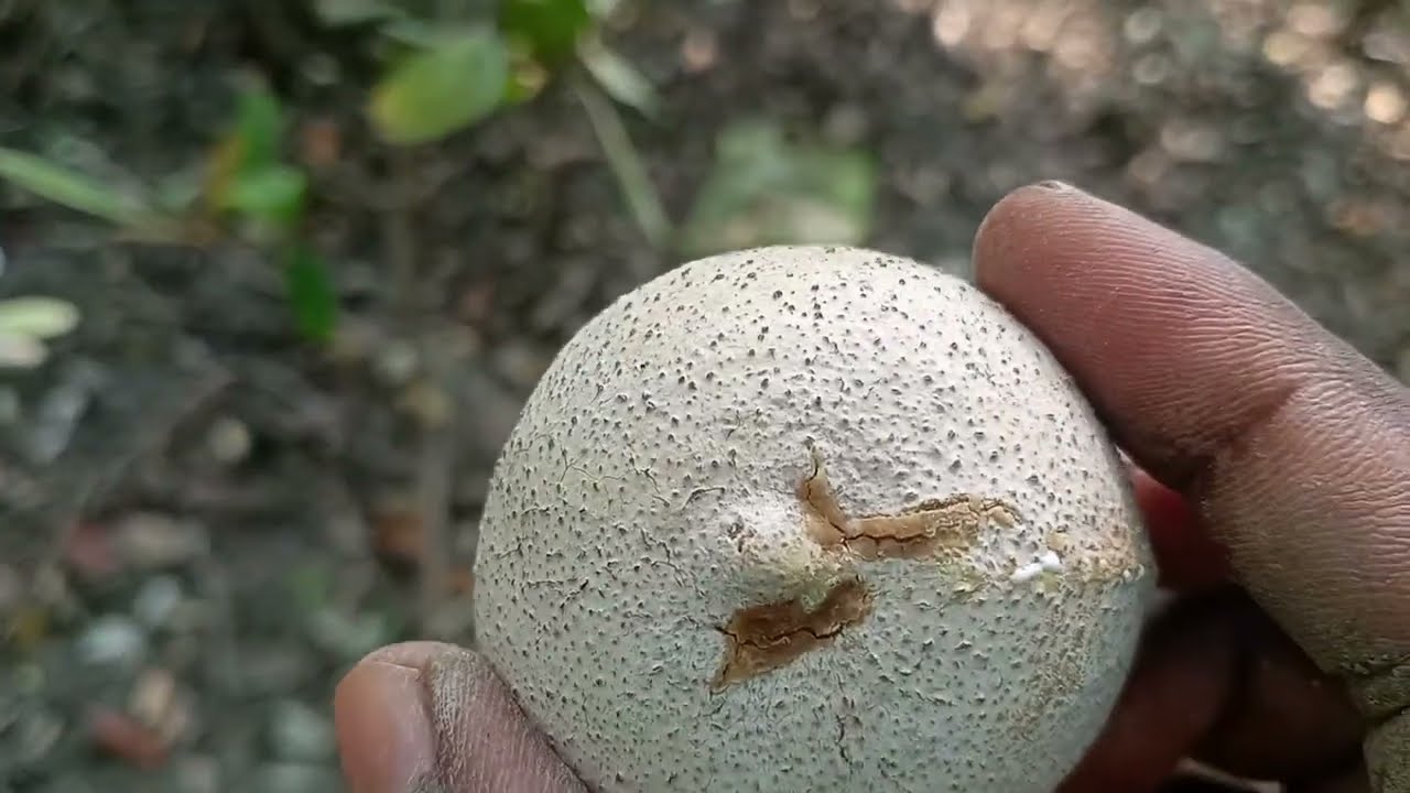আজ সুন্দরবনের জঙ্গলে গিয়ে বাবুলে পালফল দেখা মিললো🐅