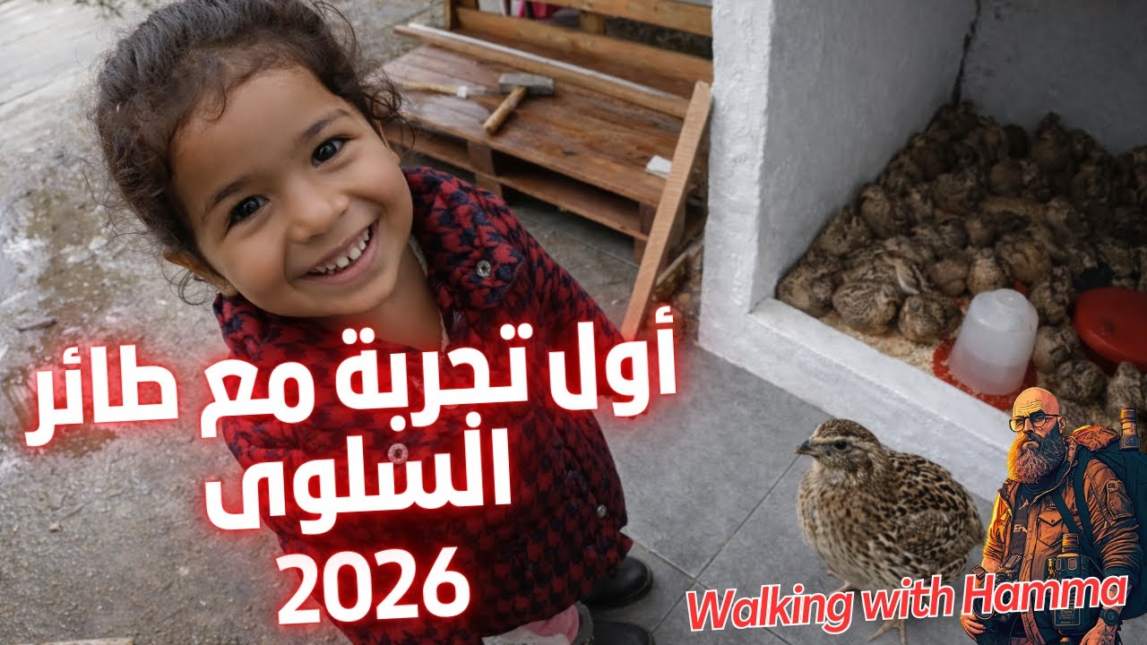 هل تربية طائر السمان سهلة؟ أول تجربة مع طائر السلوى المذكور في القرآن  2026