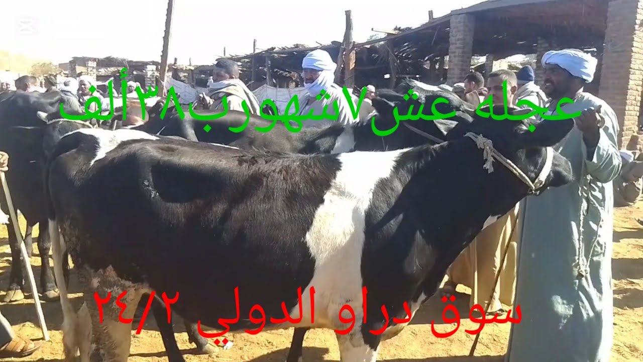 اسعارالبقرالعشر داخل سوق دراو ٢٤ فبراير ٢٠٢٦
