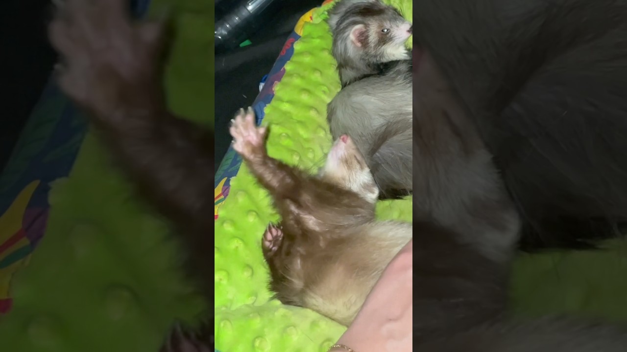 Wait ✋🏼🫶🏻 #furet #furets #ferret #ferrets #cute #cuteanimals #funny #funnyvideos #funnyanimals