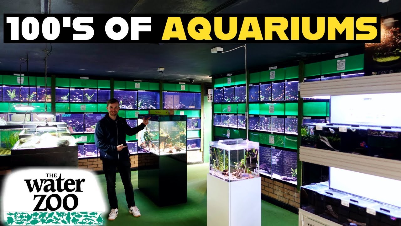 THE WATERZOO | FISH SHOP TOUR
