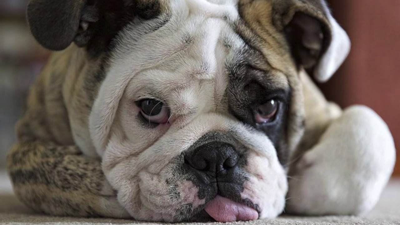 The Dogs Who Inspire the Characters in DogBooksForKids.com