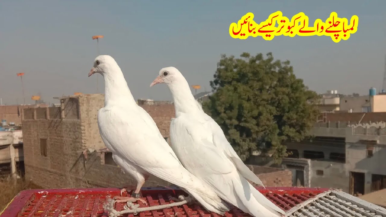 Lamba Chalany Wale Kabootar Kise Bannen || Afzaal Pigeons