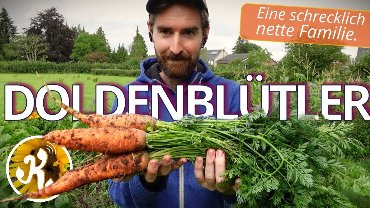 Von MÖHREN bis BÄRENKLAU🥕 - Doldenblütler im Portrait!
