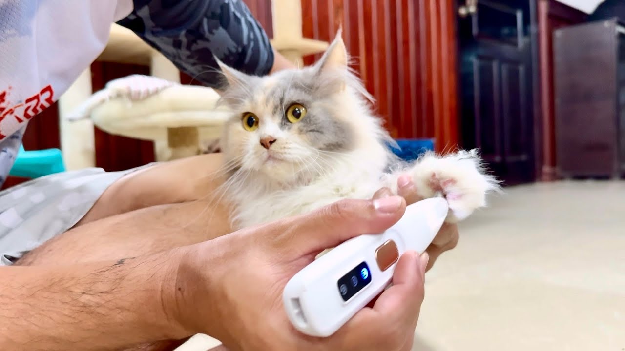 Grooming Our Cats : Shaving Fifi and Fufu’s Paw Fur
