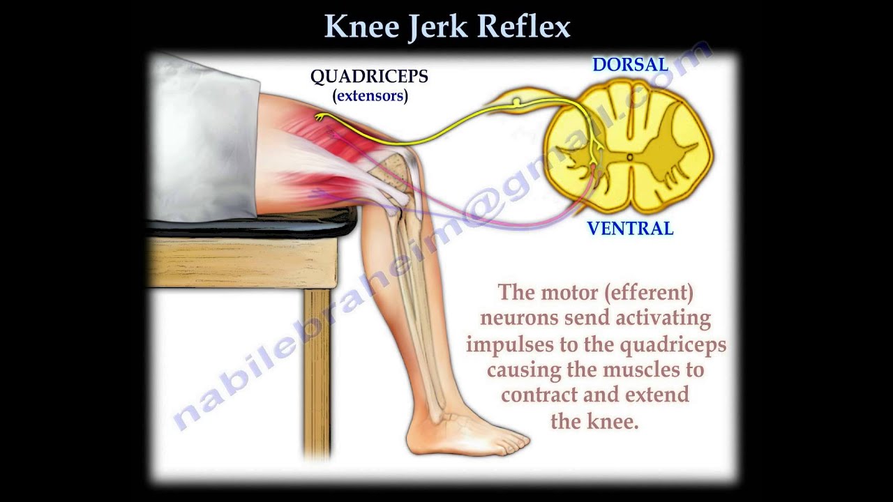 Knee Jerk Reflex - Everything You Need To Know - Dr. Nabil Ebraheim