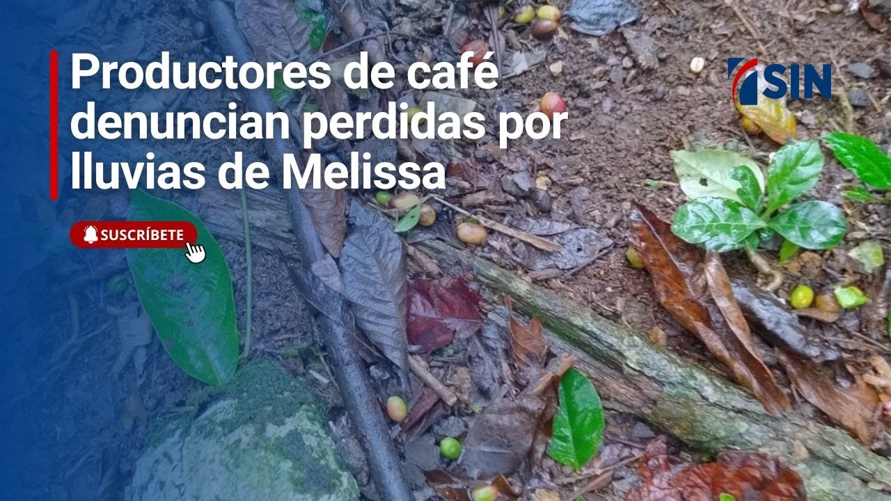 Productores de café denuncian perdidas por lluvias de Melissa