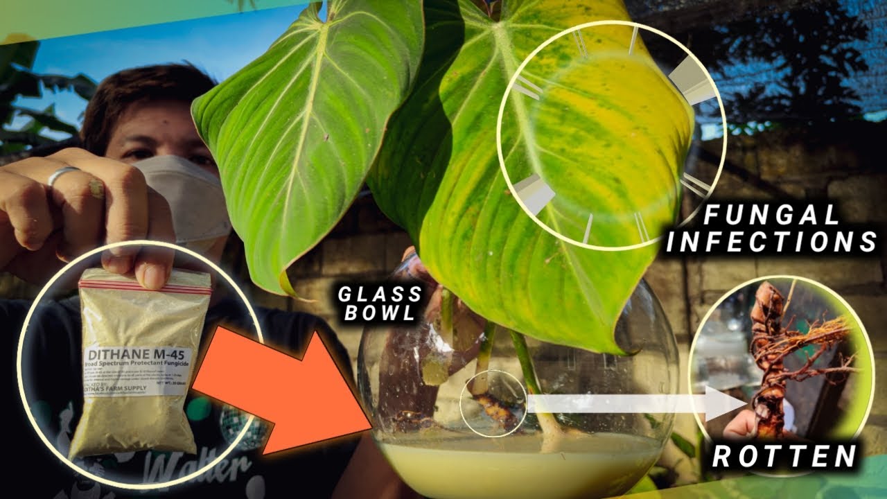 SPOTTING PHILODENDRON PROBLEM THROUGH LEAVES | HAVE YOU TRIED DITHANE M-45?