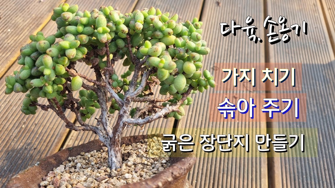 #다육 가지 쳐주고 솎아주기#장단지 굵게 만들기 #다육 주물럭화분#손옹기화분