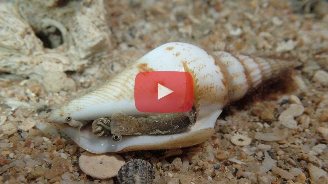 Strombus vittatus - Banded Stromb