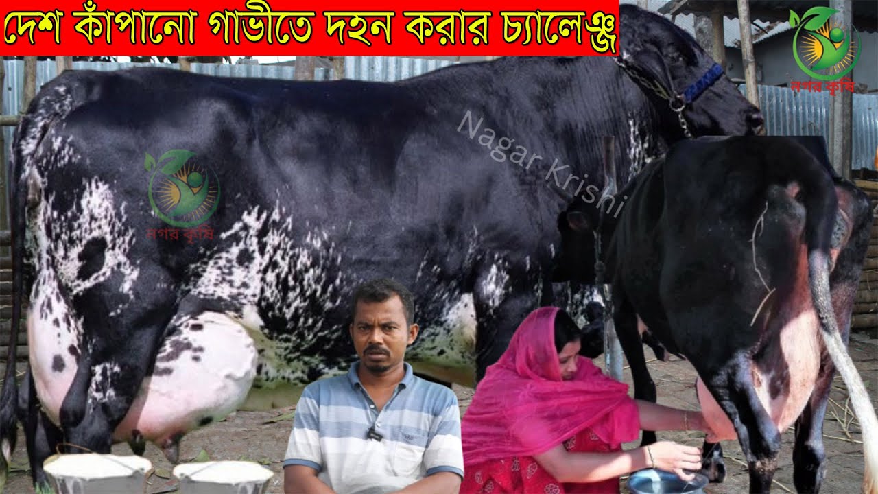 স্বপন ভাইয়ের সেরা গাভী সকালের ১ টানে ২২ লিটার মাথানষ্ট করা ৩৬ লিটারের বিগ সাইজের জার্সি ও ফিজিয়ান
