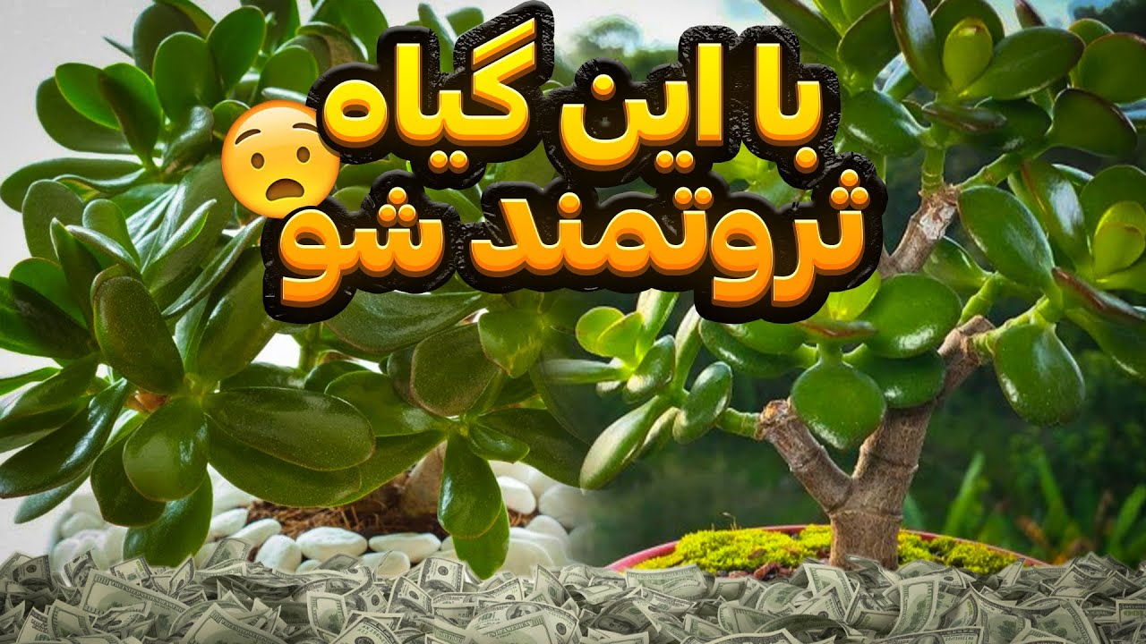 کراسولا گیاهی که به ثروتمند شدنتون کمک میکنه 😉☘️ آموزش و درمان گیاهان ودرختان