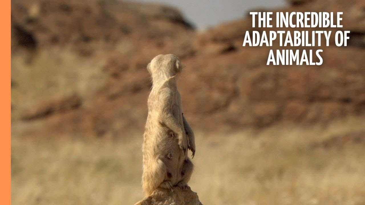 Masters of the Wild - The incredible adaptability of animals | Full Documentary