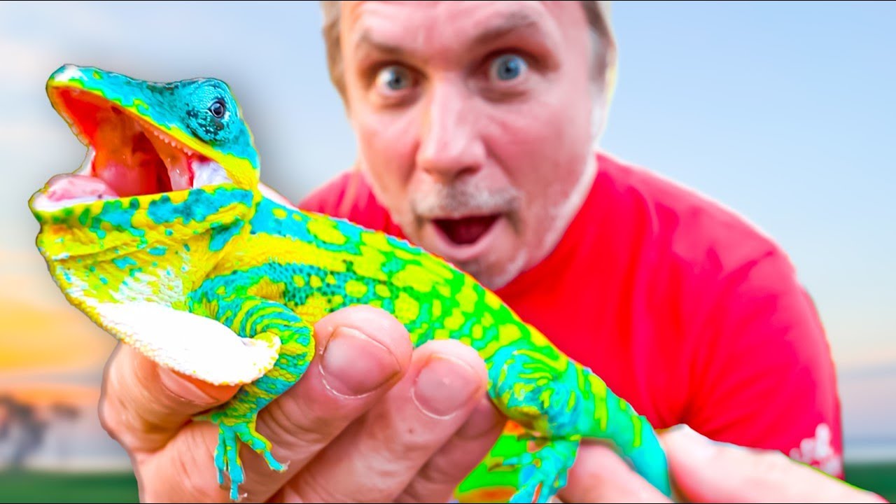The $5000 Lizard Nobody Wants! Until Now!