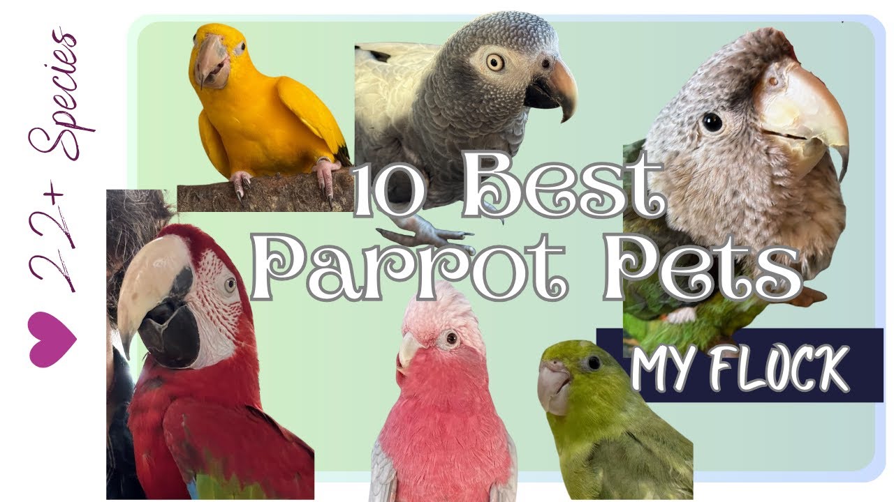 Top 10 Parrots from Kalyn’s Flock- Best Pets! | 