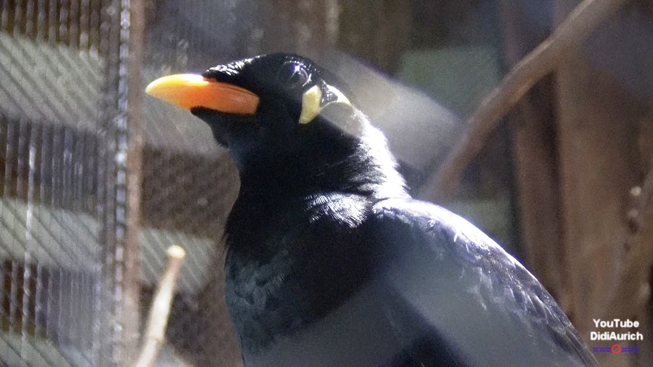 Moin Der Vogel kann Plattdeutsch sprechen Der sprechende Bea the talking bird Beo