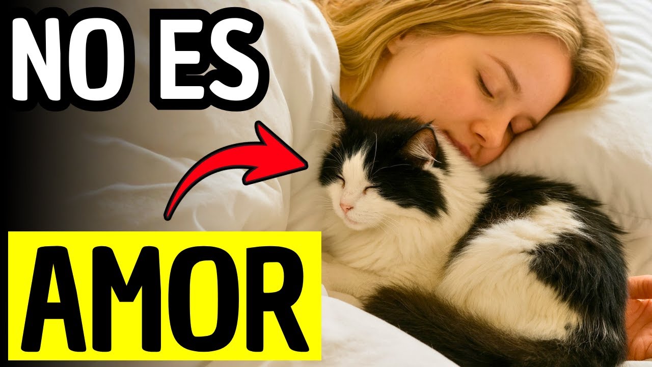 Por Qué Tu Gato Duerme Contigo (NO Es Por Amor)