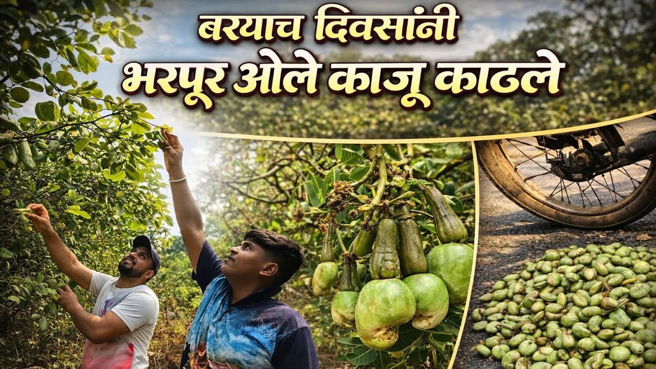 @kokanisanketvlogs1 बऱ्याच दिवसांनी भरपूर ओले काजू काढले. #kokanisanket #kokanisanketvlogs #viral 