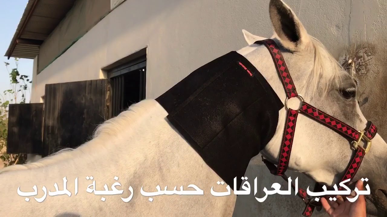 جل تنحيف عنق الخيل m3m . مربط المزن