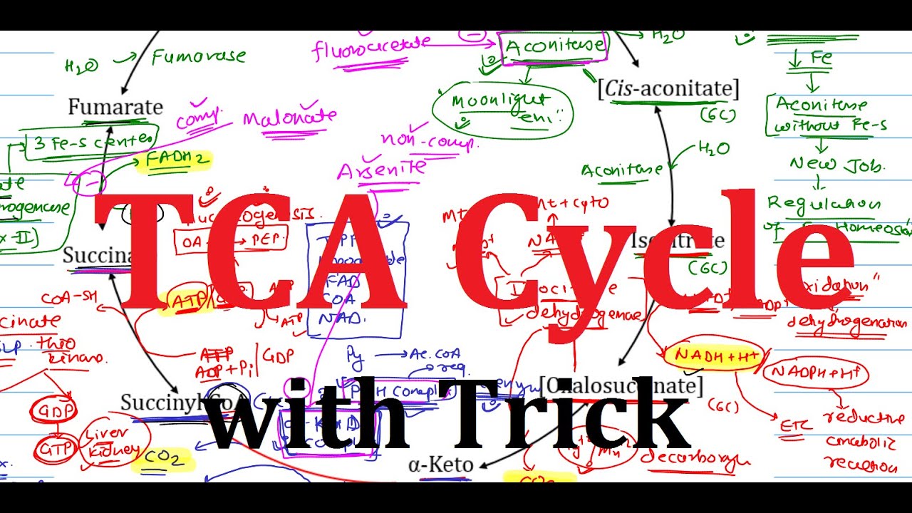 10. TCA Cycle with easy Trick to memorize | Explained simply