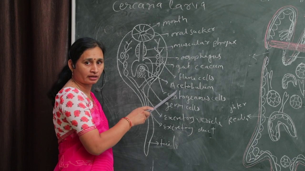 B.Sc. 1st Year (FASCIOLA HEPATICA (LIVER HUKE) LARVAL STAGE) By Mrs. Pratibha Jain (DVLM College)