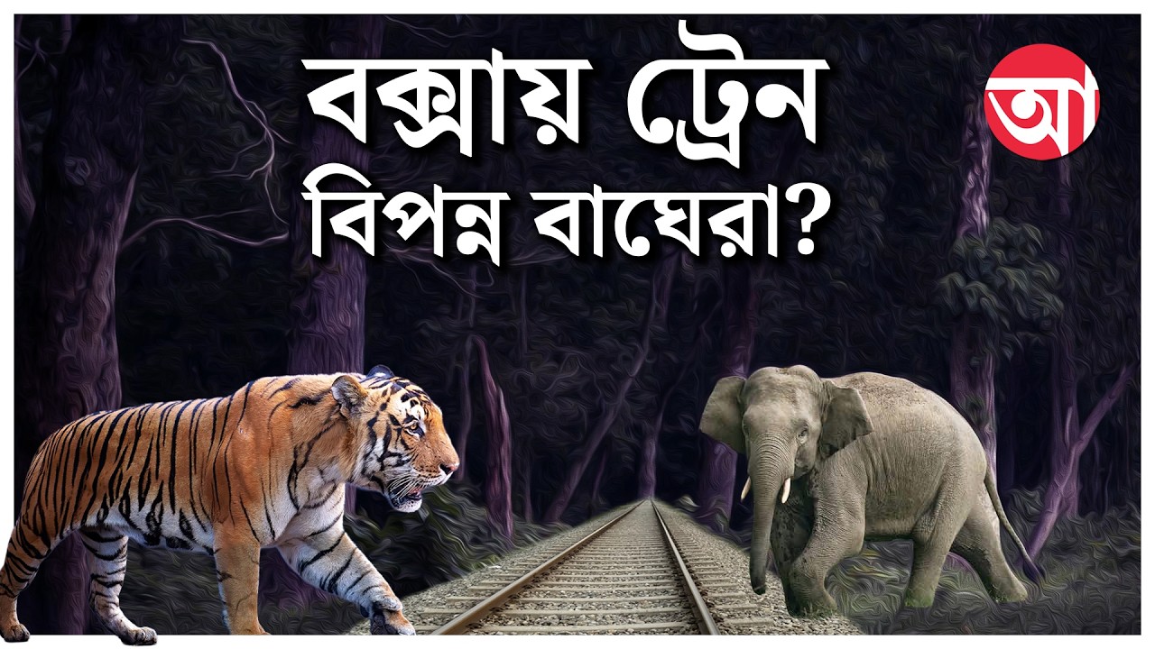 বক্সায় ছুটবে ট্রেন, উন্নয়নের নামে বিপন্ন হবে ব্যাঘ্র সংরক্ষণ? | Buxa Railway Controversy