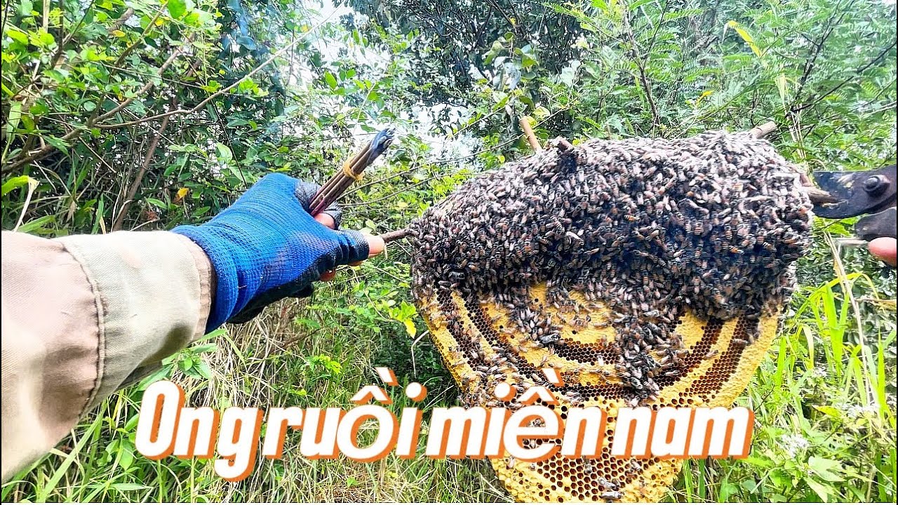 Săn bắt ong ruồi phần 4: kiếm tiền tiêu Tết 