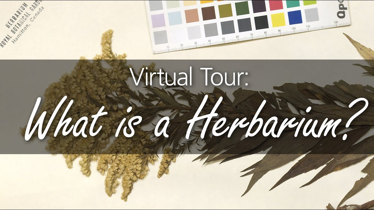 Virtual Tour: Herbarium