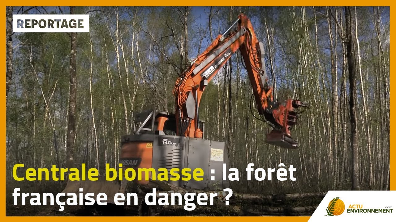 Centrale biomasse : la forêt française en danger ?