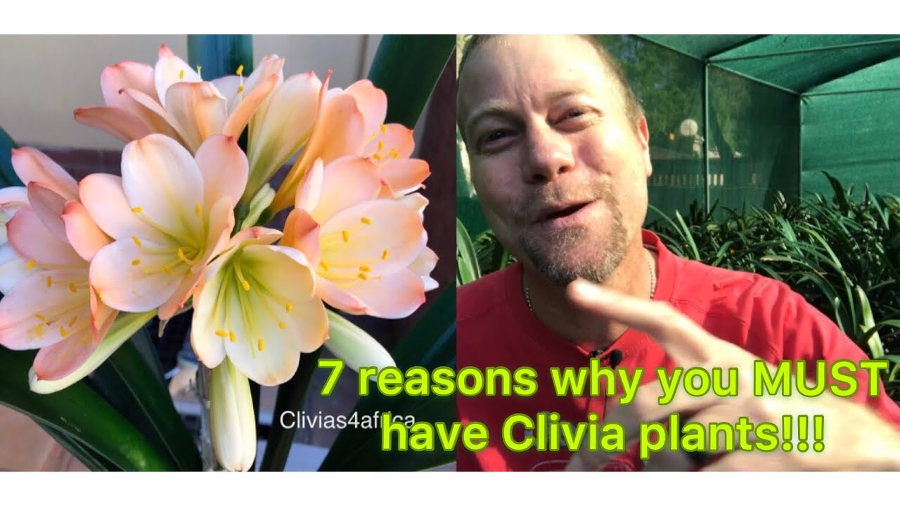 7 reasons why you MUST have Clivia plants!!!