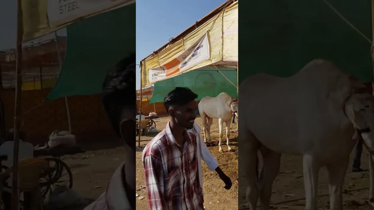 Sarangkheda horse fair. Late pahuncha aur video bhi unedited hai. Agle video se edited videos hongi