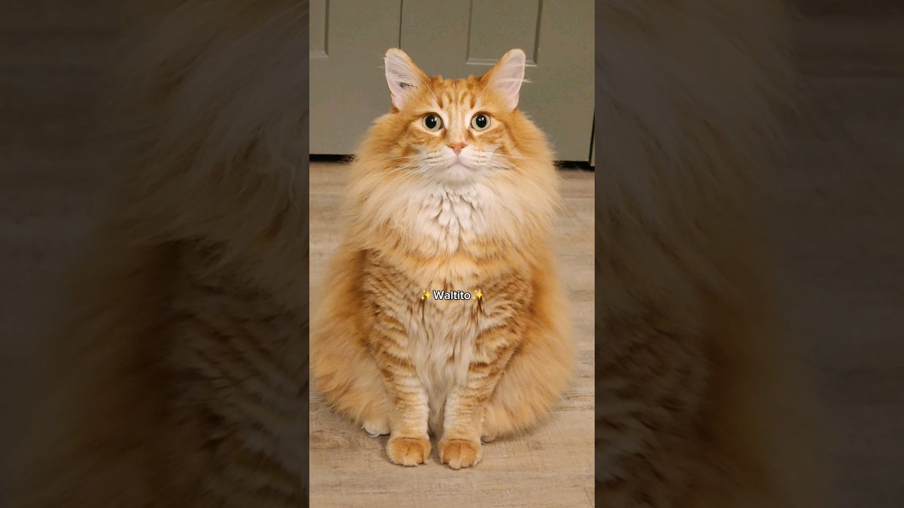 If you don't know, now you know 😂 #cute #animals #cat #pets #cutecat #funny #cats
