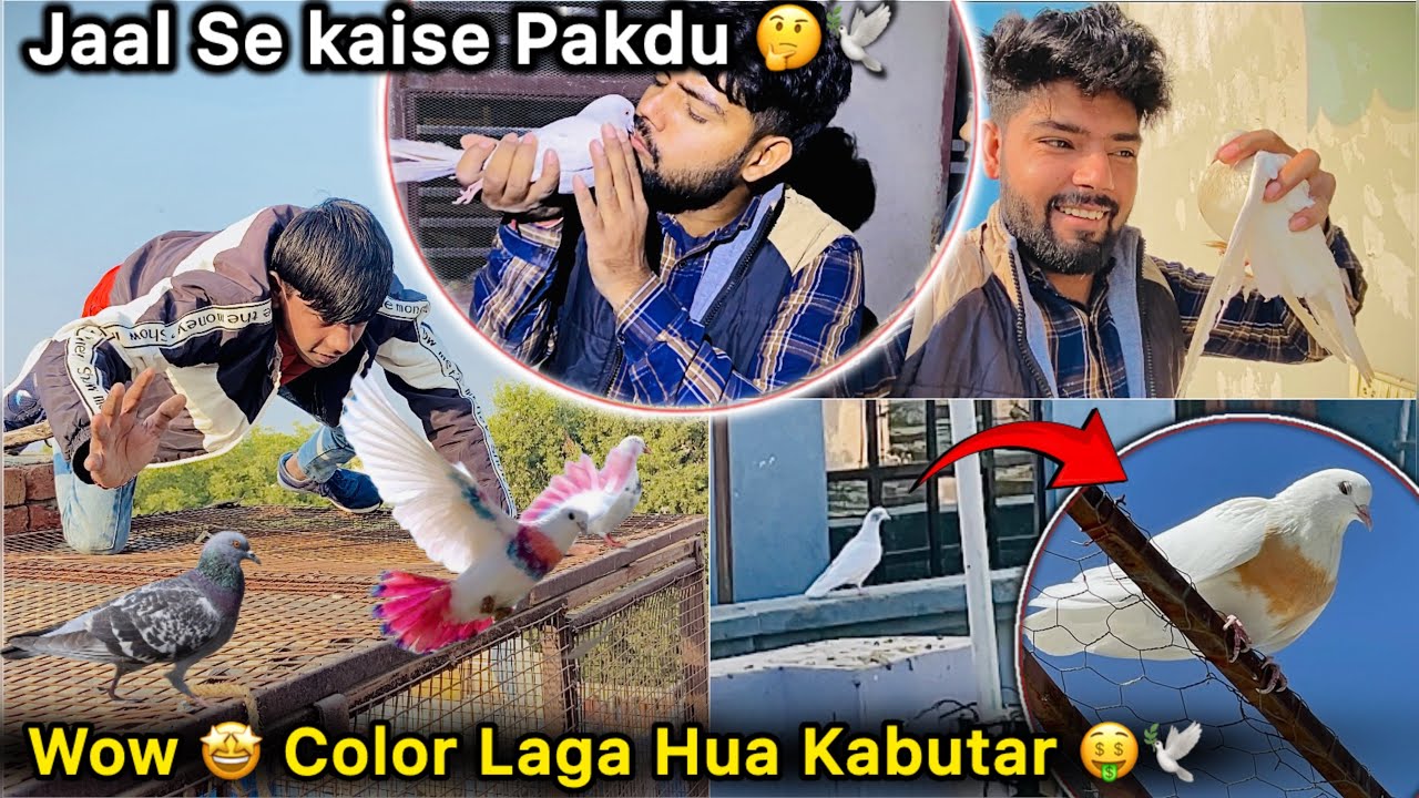 Jaal ka Uper Pakdne Lge kabutar 😍 || Rang Lga hua kabutar Baitha Aakar 🤑🕊️ || Kaise pakde ??