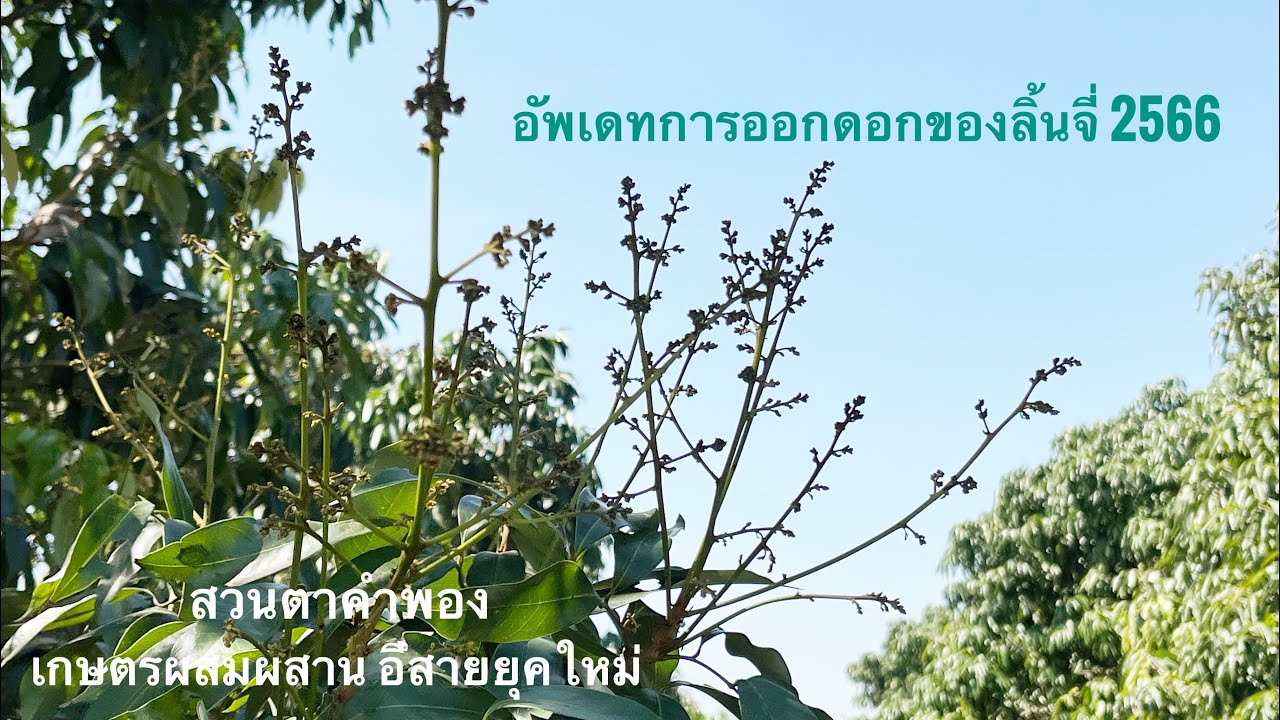 อัพเดทการออกดอกลิ้นจี่ 2566#สวนตาคำพอง#ลิ้นจี่ภาคอีสาน#ลิ้นจี่ นพ.1